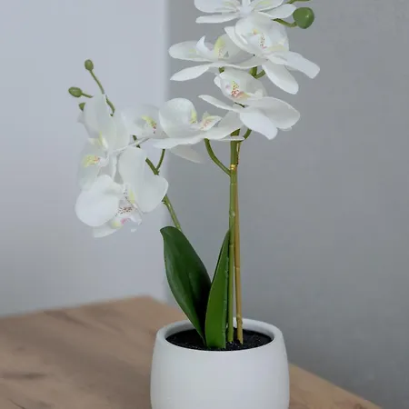 Appartement Charming With A Balcony In By Renters Rzeszów