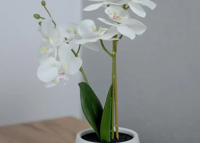 Appartement Charming With A Balcony In By Renters Rzeszów